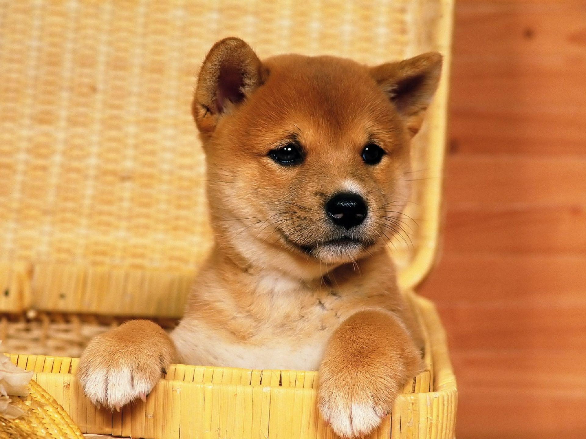 1920x1440 Dogs Funny Puppies Shiba Inu Wallpaper, Desktop