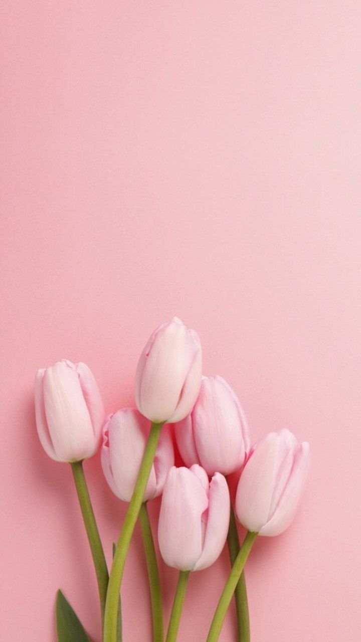 720x1280 iPhone Wallpaper. Pink, Flower, Tulip, Petal, Plant, Flowering plant, Phone