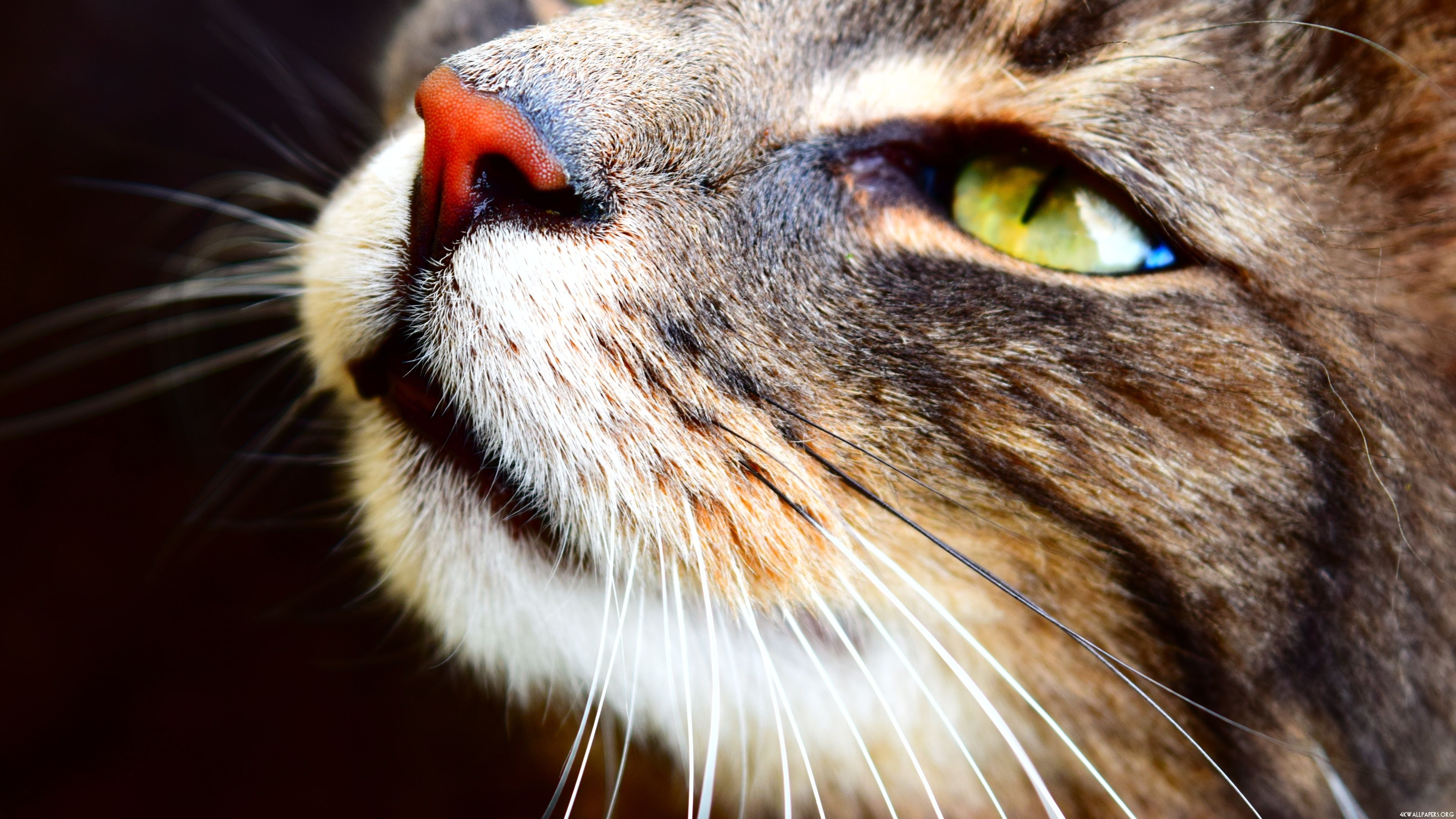 3840x2160 4K Cat Close Up Wallpaper, Desktop