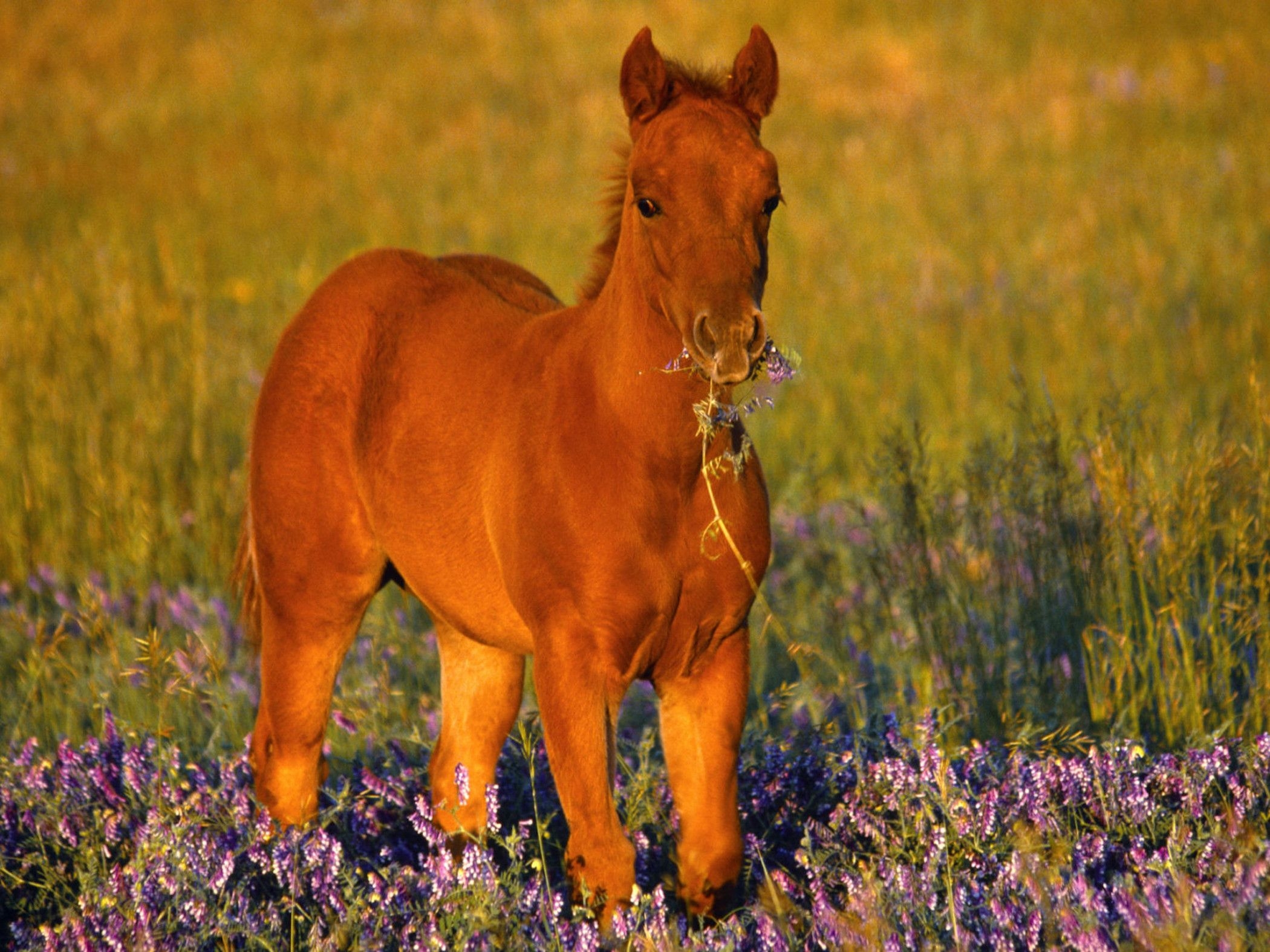 2100x1580 Cute Foal Horse Wallpaper Cute Downloads, Desktop