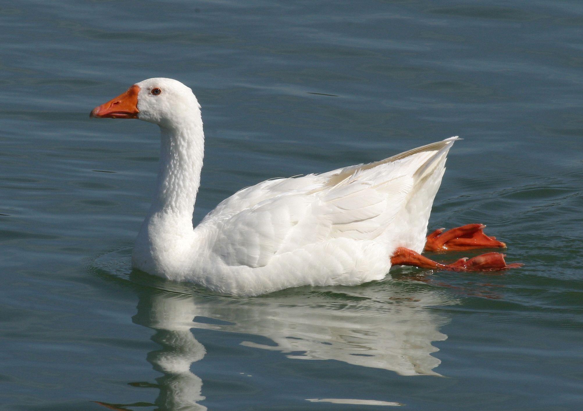 2010x1420 Snow Goose Wallpaper, Collection of Snow Goose Background, Snow, Desktop