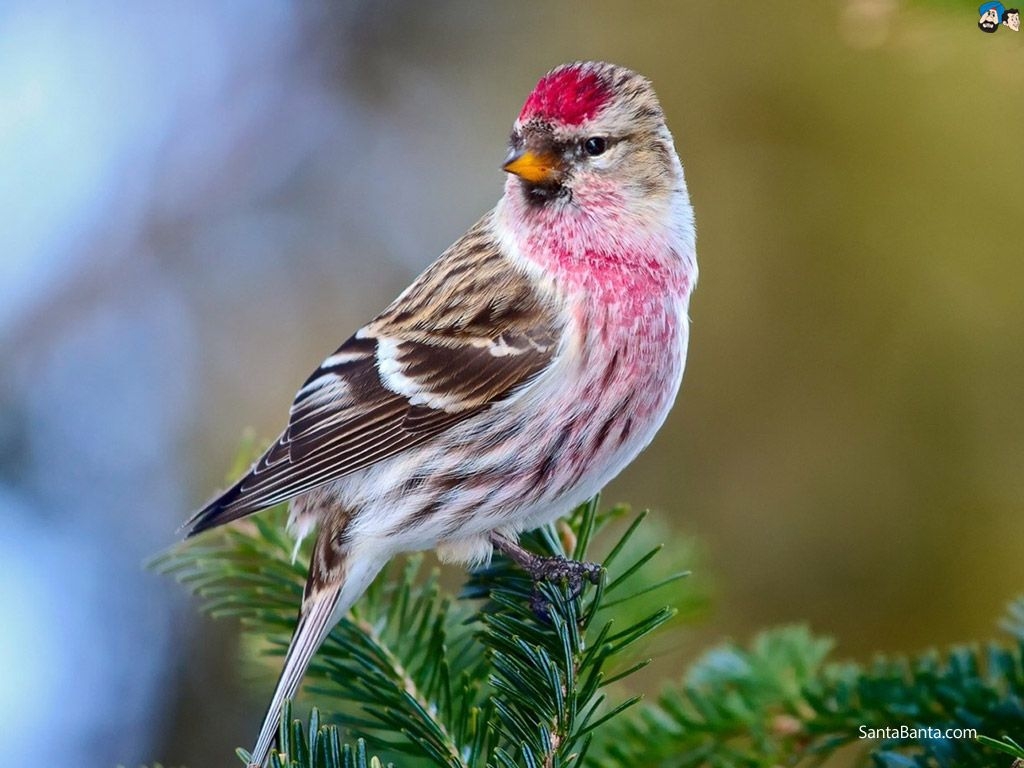 1030x770 Redpoll Bird, Desktop