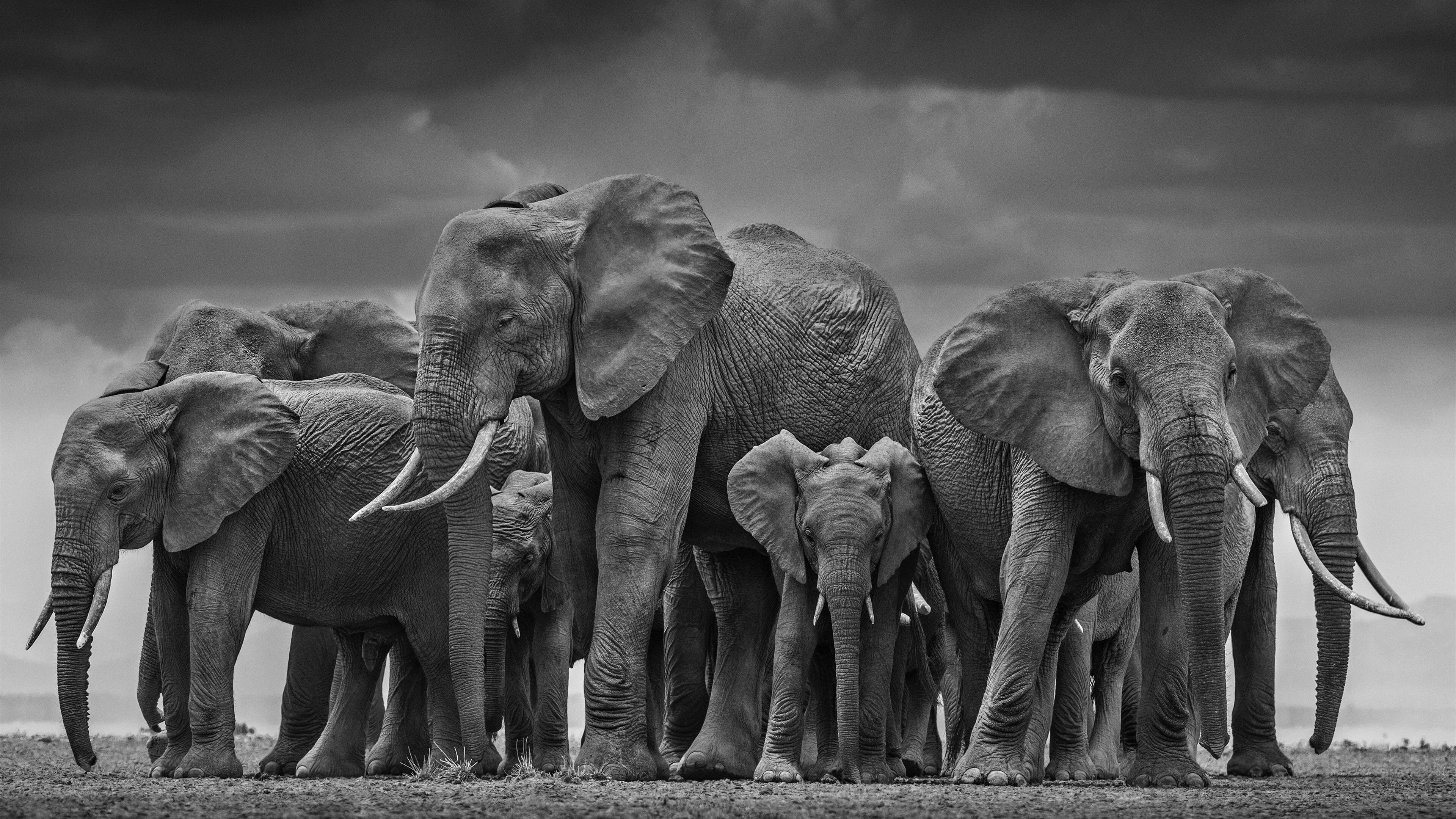 3840x2160 Animal Elephant 4K Wallpaper, Desktop