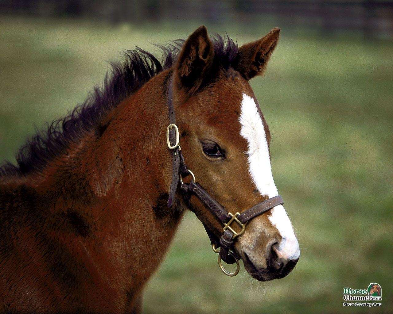 1280x1030 Springtime Foal Screensaver and Desktop Wallpaper. Horses, Pretty horses, Foals, Desktop