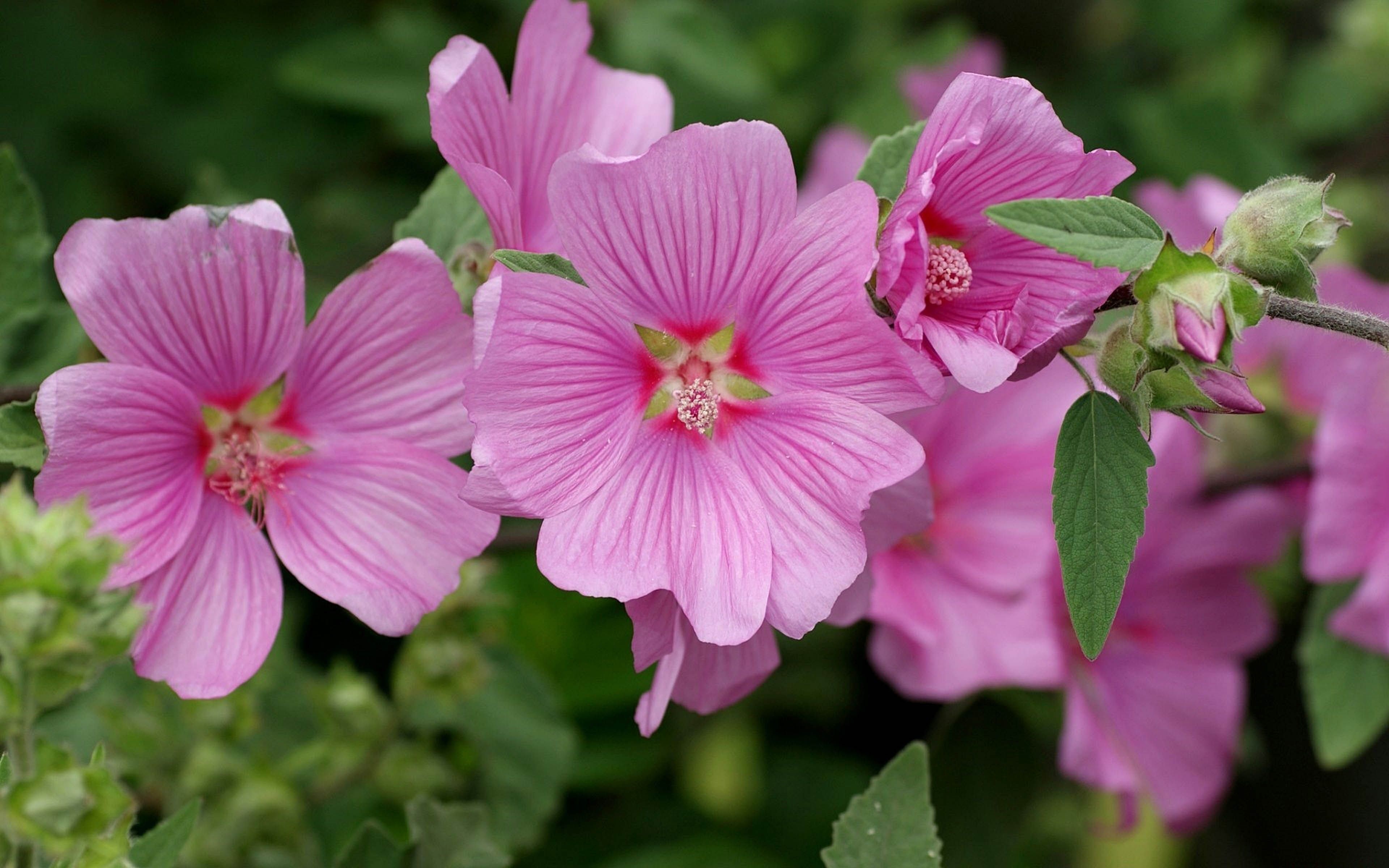 3840x2400 Hollyhocks Pink Flowers Categories Mallow Flowers Wallpaper 4k, Desktop