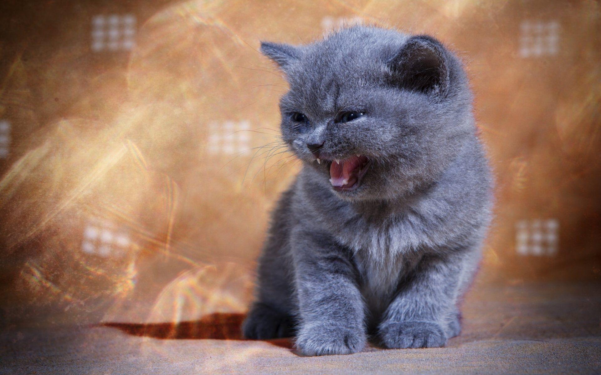 1920x1200 british shorthair meow HD wallpaper, Desktop