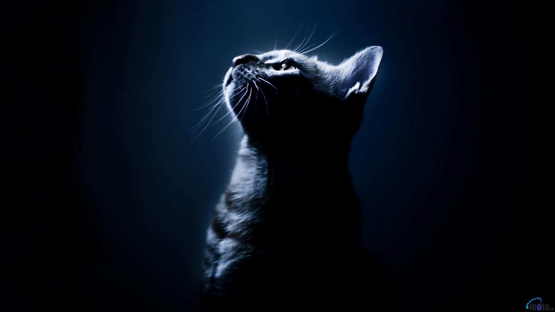 1920x1080 Download Wallpaper Alone in the dark (kitten) (1920 x 1080 HDTV, Desktop