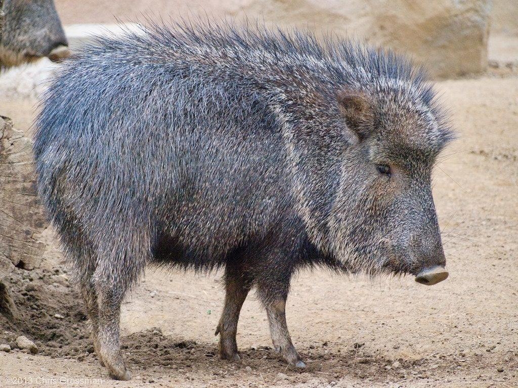 1030x770 The Collared Peccary, also sometimes called the Javelina, is, Desktop