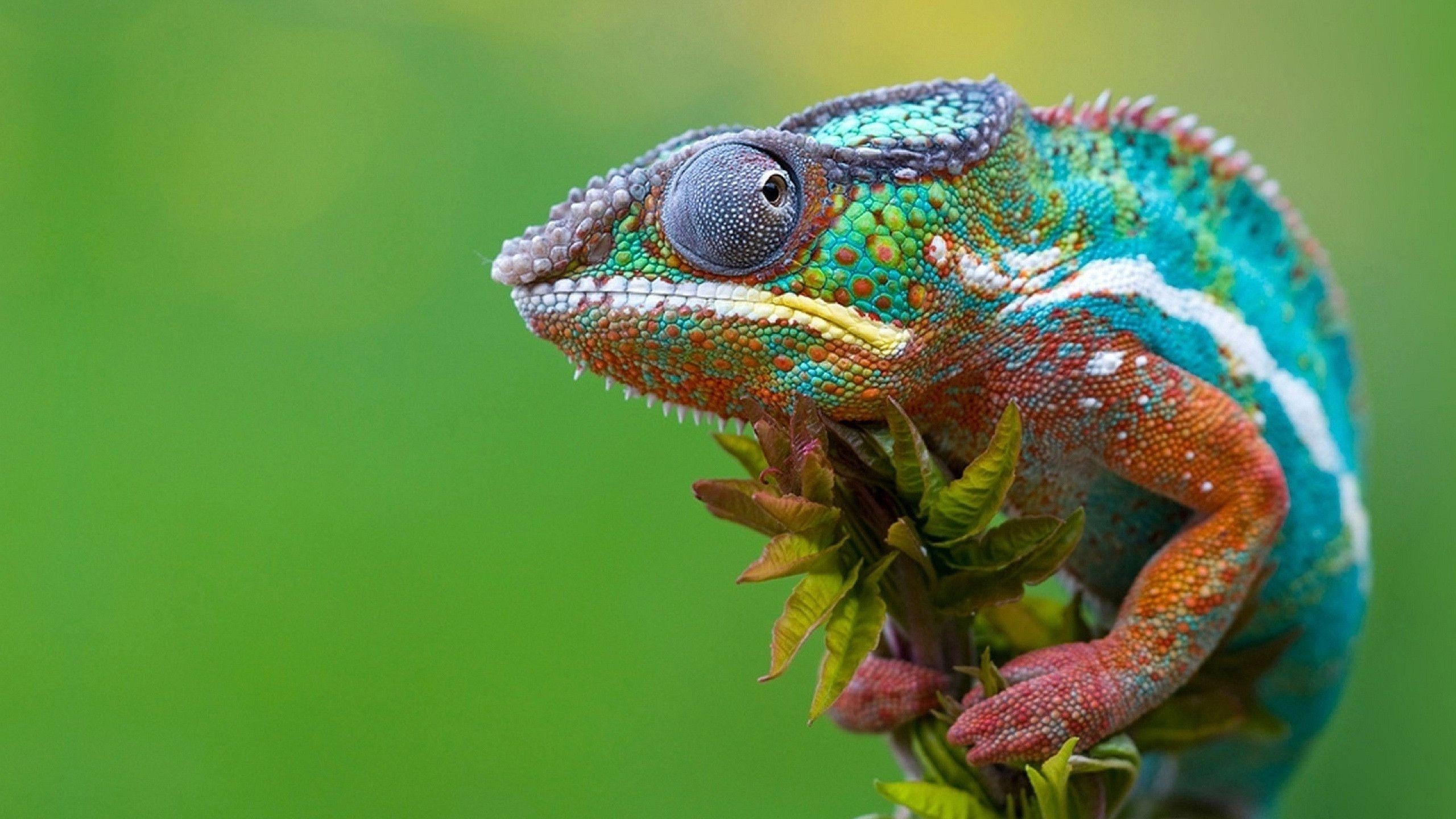 2560x1440 Colored Chameleon Wallpaper, Desktop