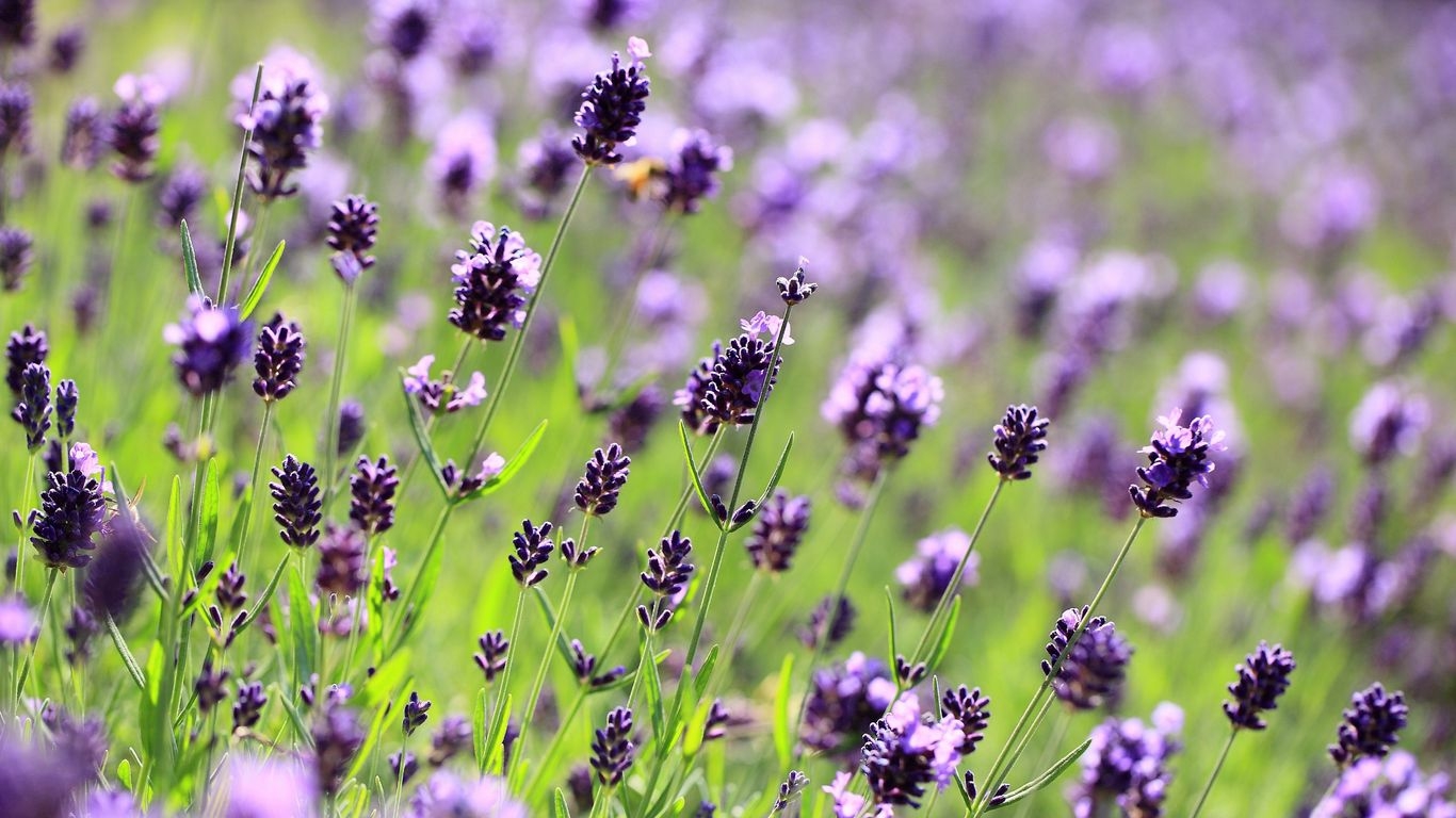 1370x770 Download wallpaper  purple, flowers, lavender tablet, laptop HD background, Desktop