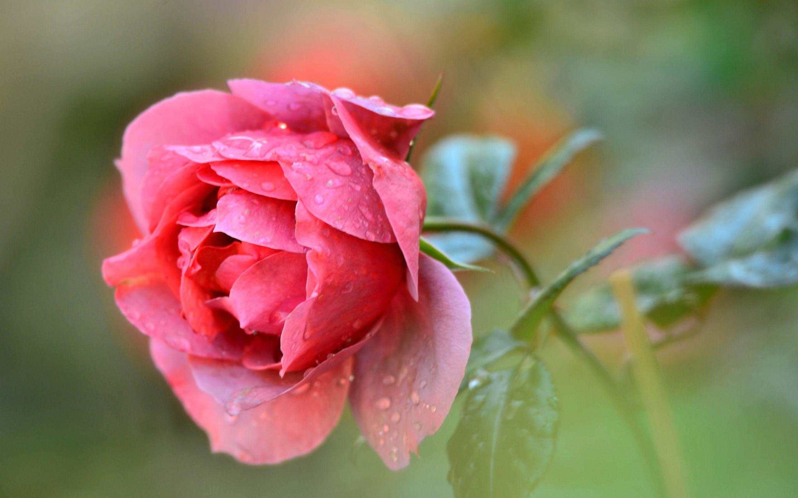 2560x1600 fresh pink rose wallpaper, Desktop