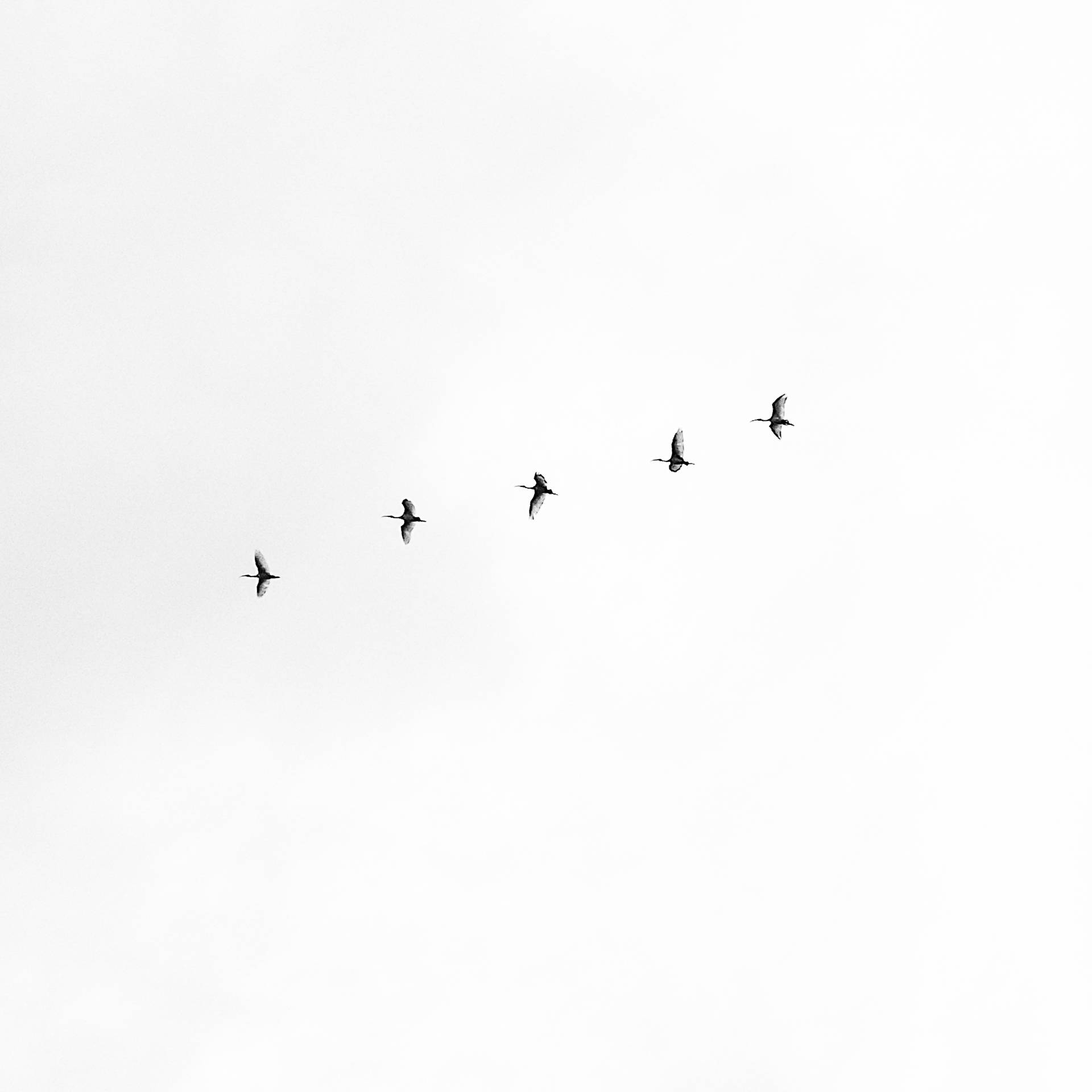 1920x1920 Download White Aesthetic Sky With Birds, Phone