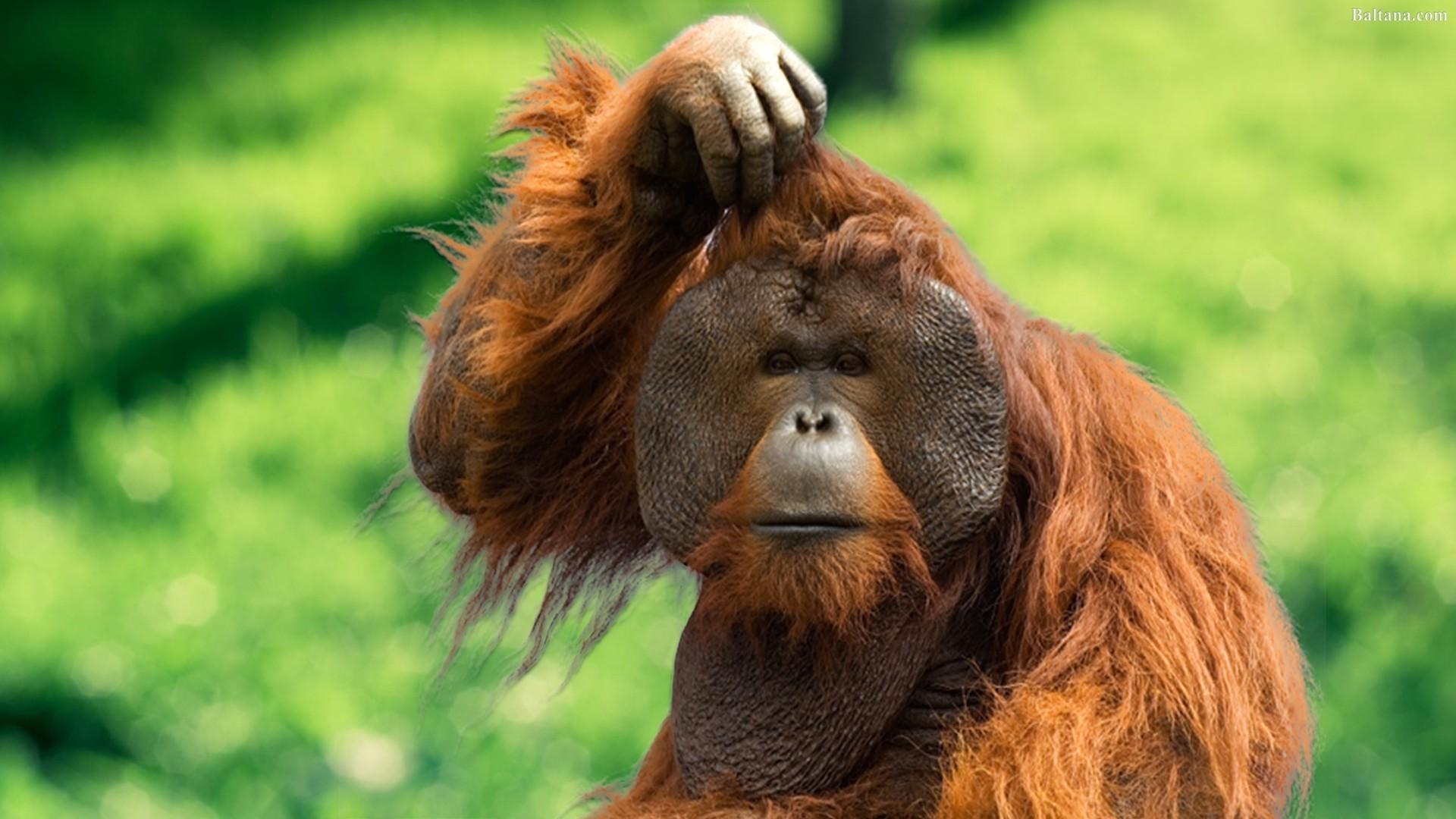 1920x1080 Orangutan Wallpaper HD Background, Image, Pics, Photo Free, Desktop