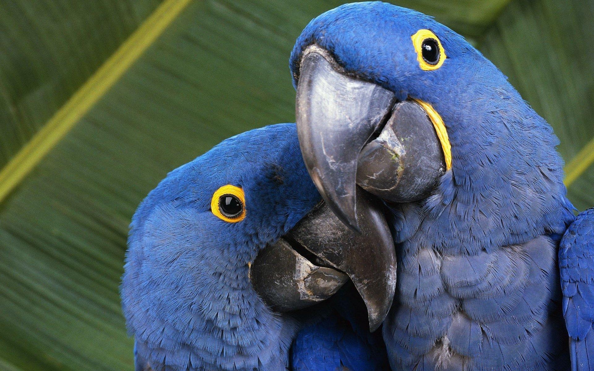 1920x1200 Blue Macaws HD Wallpaper, Desktop