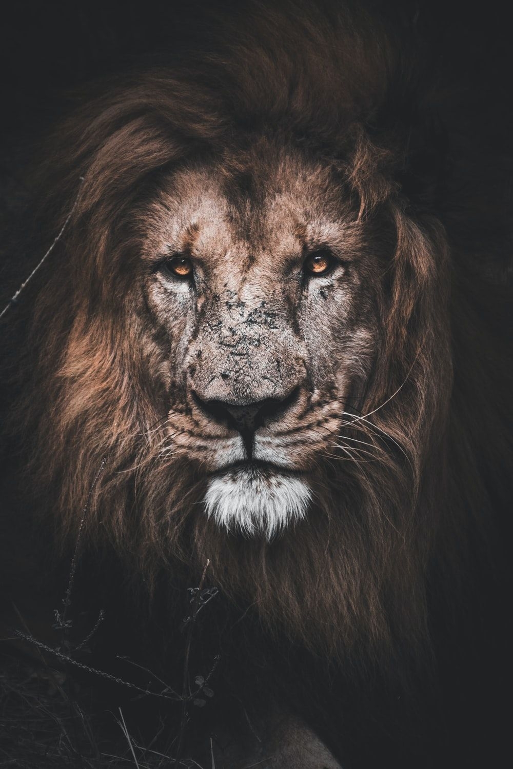 1000x1500 Lion Wallpaper: Free HD Download.com, Phone