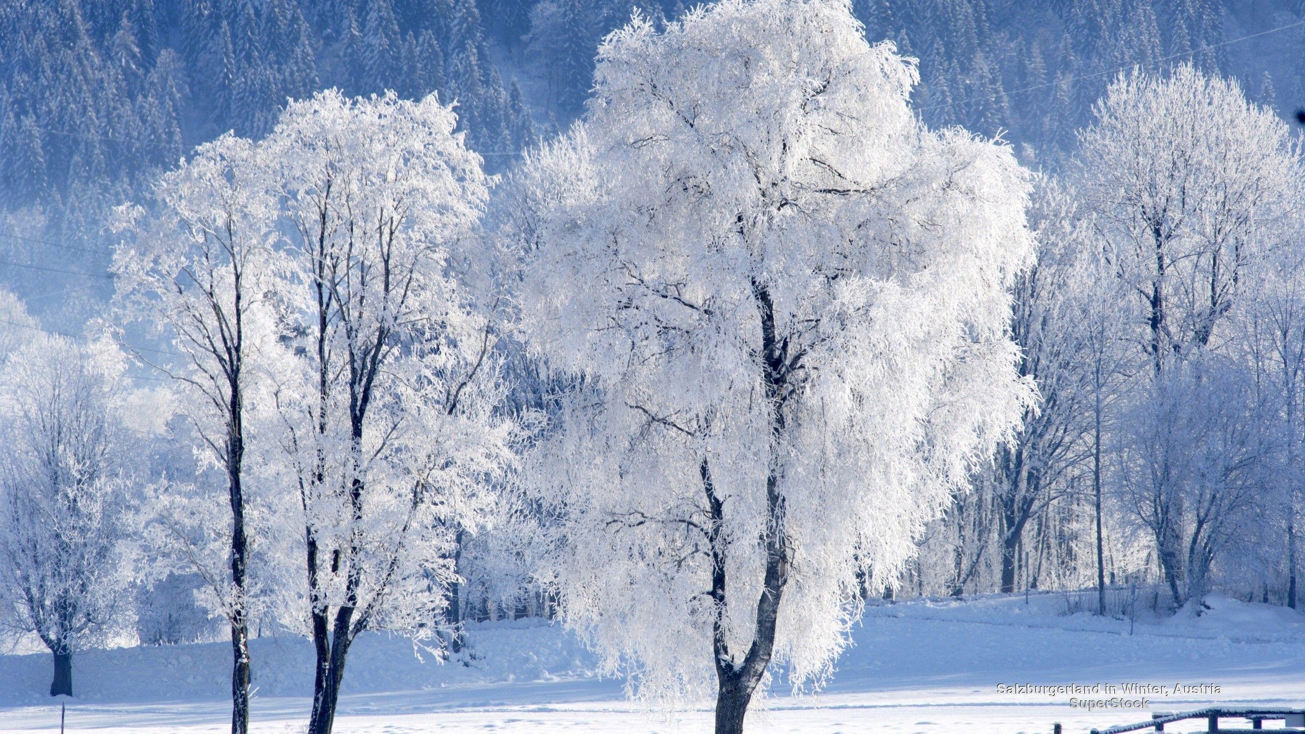 2560x1440 Winter Snow Forests Salzburg Nature Austria Wallpaper For Desktop, Desktop