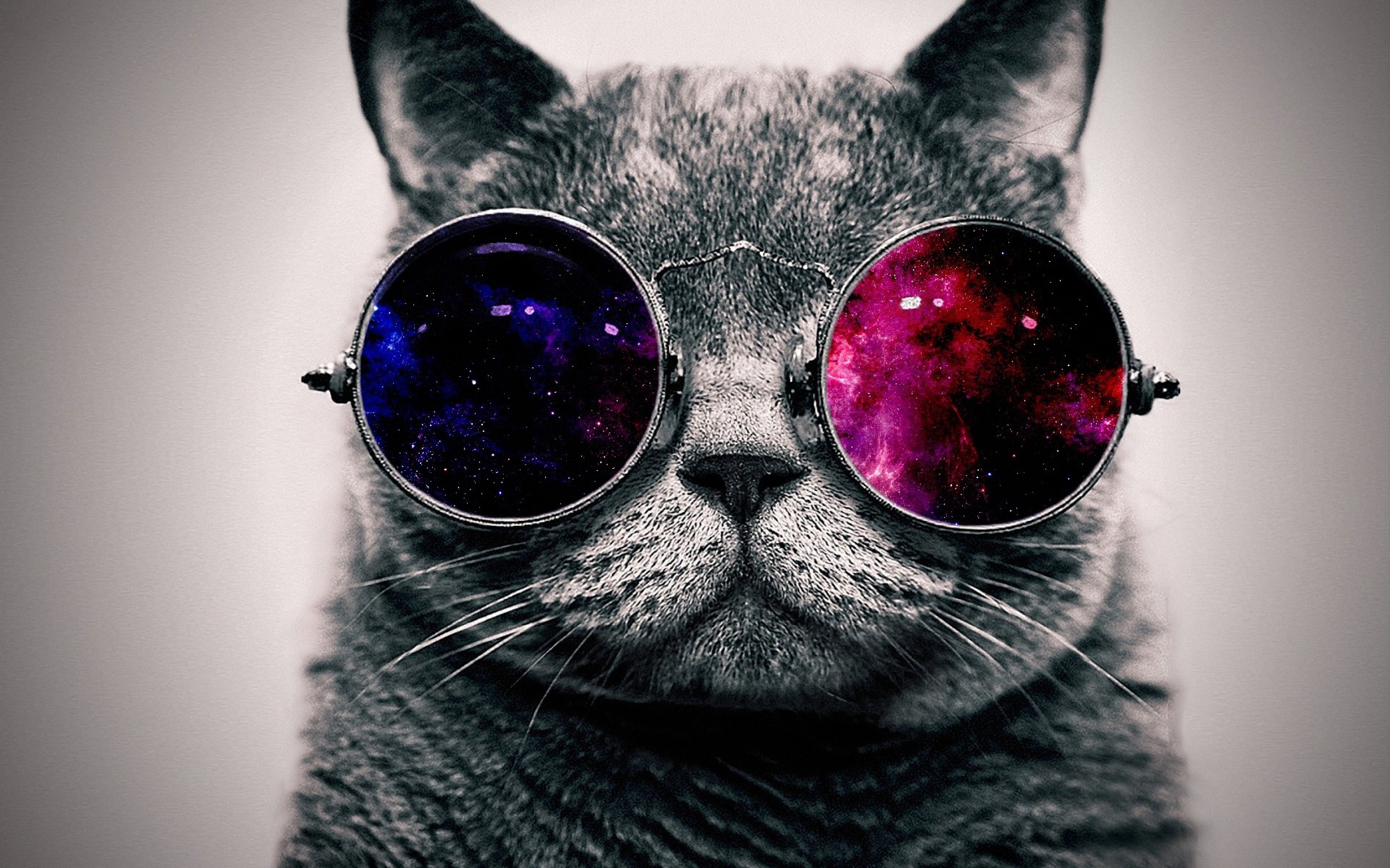 3840x2400 Download Wallpaper  cat, face, glasses, thick Ultra HD 4K HD Background. Imagens engraçadas de animais, Gato psicodélico, Gato com oculos, Desktop