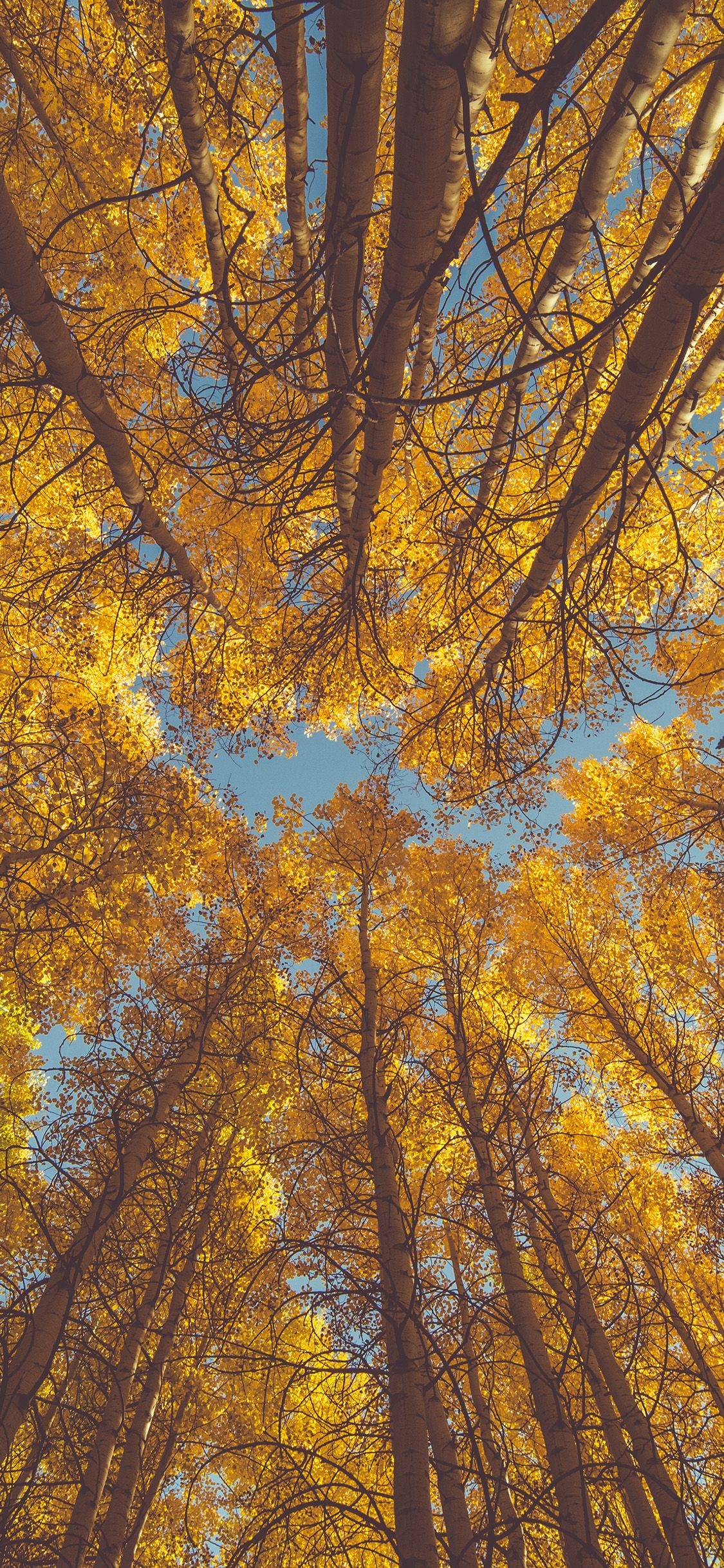 1130x2440 nature fall tree autumn, Phone