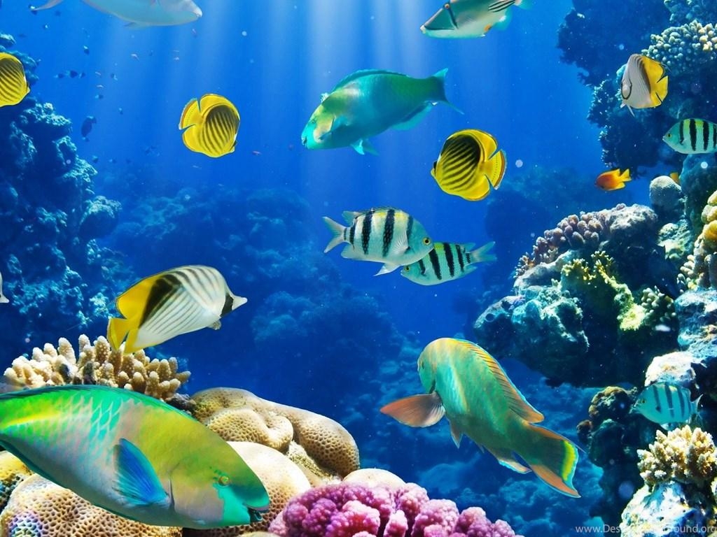 1030x770 Aquarium Wallpaper HD Free Download Desktop Background, Desktop