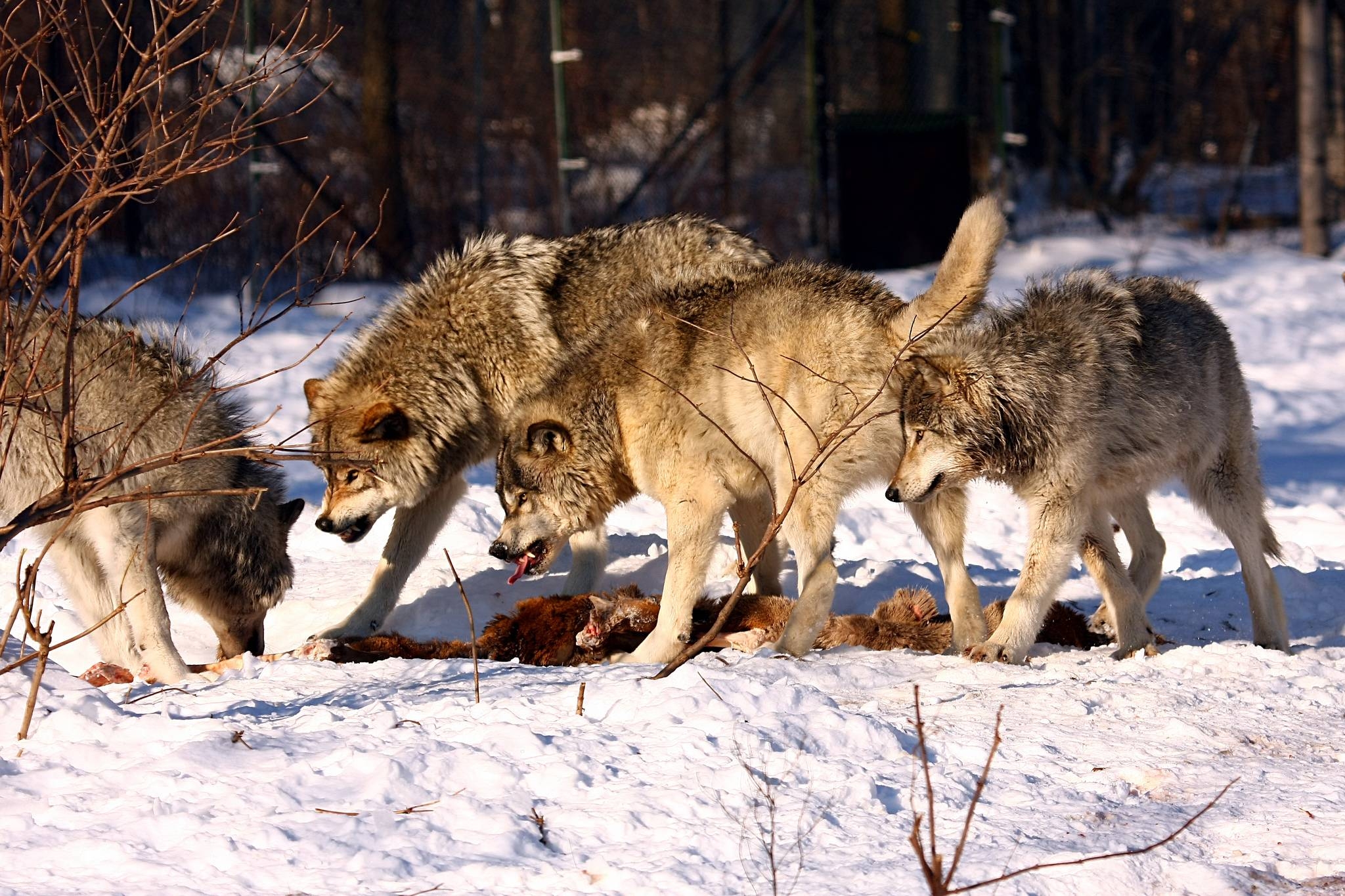 2050x1370 Brown Timber Wolf, Desktop