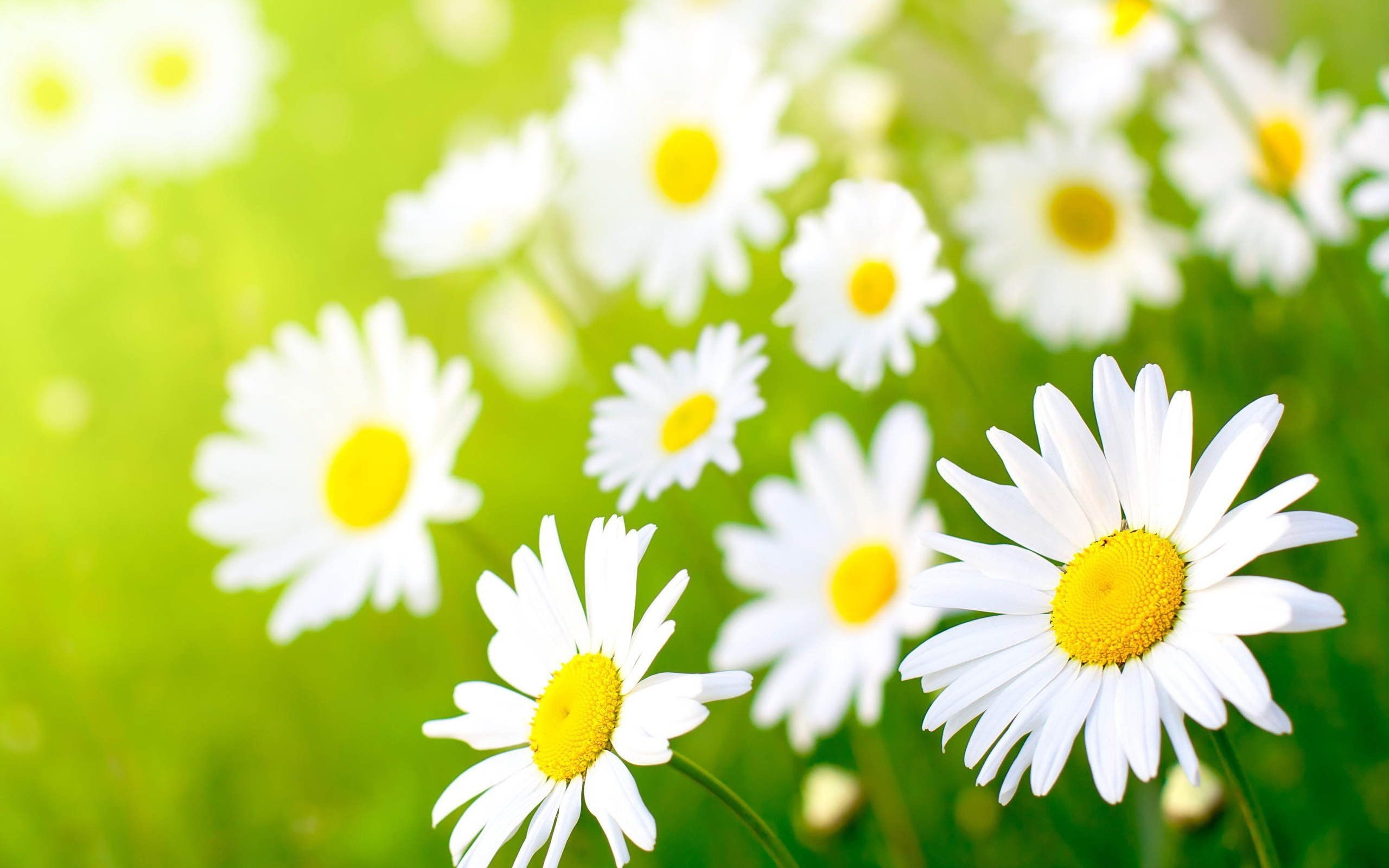 2560x1600 May Flowers Wallpaper Free May Flowers Background, Desktop