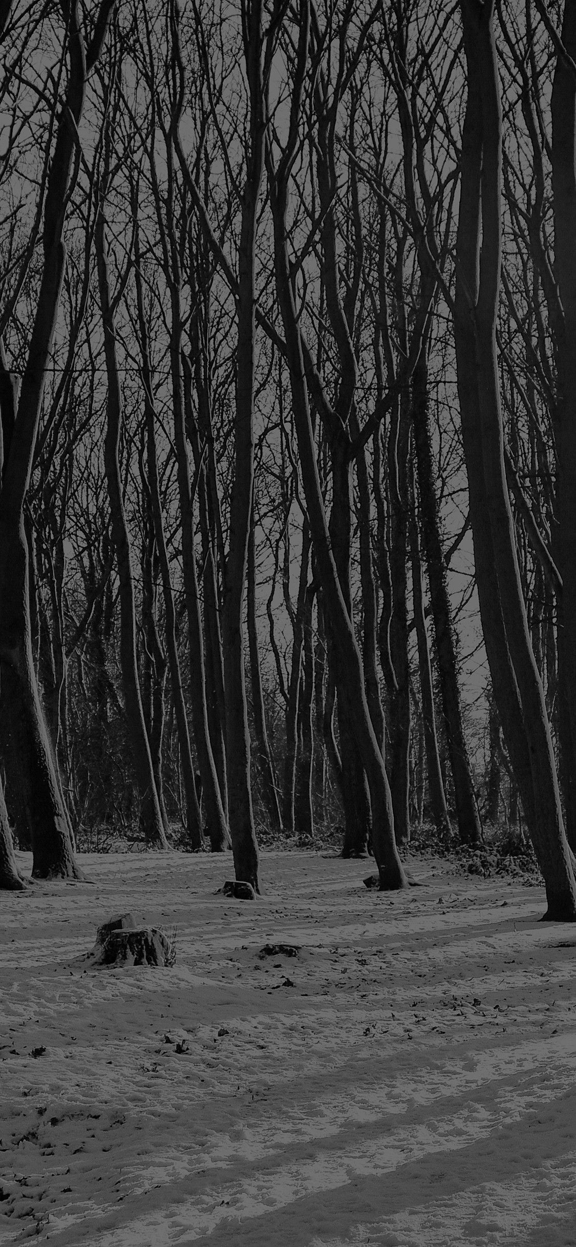 1130x2440 Dark Forest iPhone Wallpaper Free Dark Forest iPhone Background, Phone