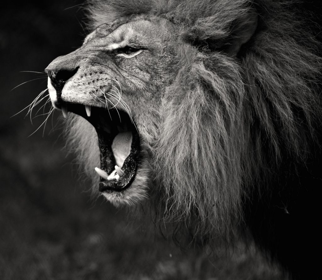 1030x890 Free download Lion Roar Black And White wallpaper [] for your Desktop, Mobile & Tablet. Explore Lion Roar Wallpaper. Lion Roar Wallpaper, Lion Roar Wallpaper, Katy Perry Roar Wallpaper, Desktop