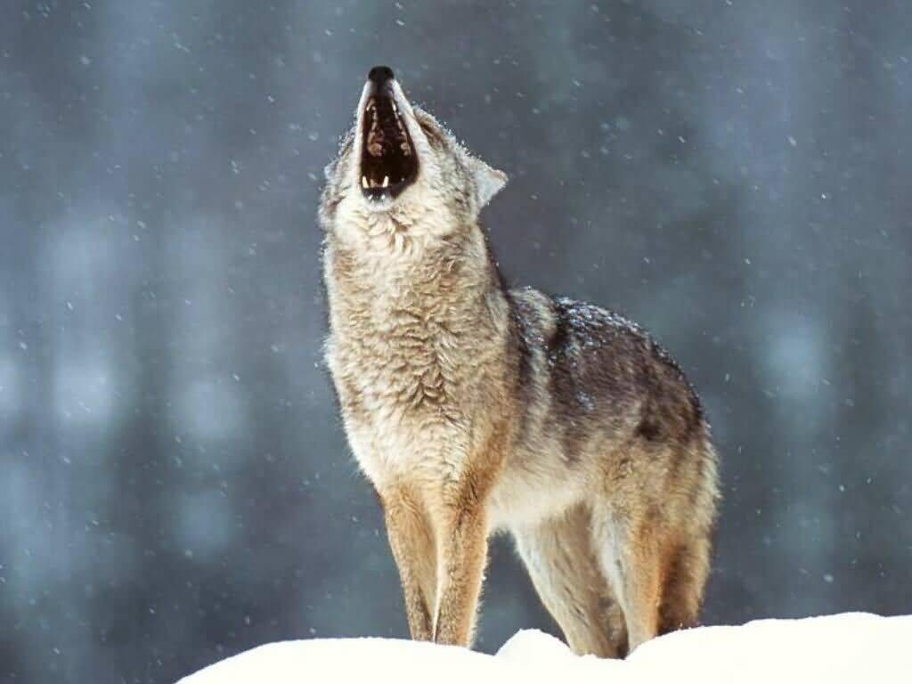 1030x770 Howling At The moon, Desktop