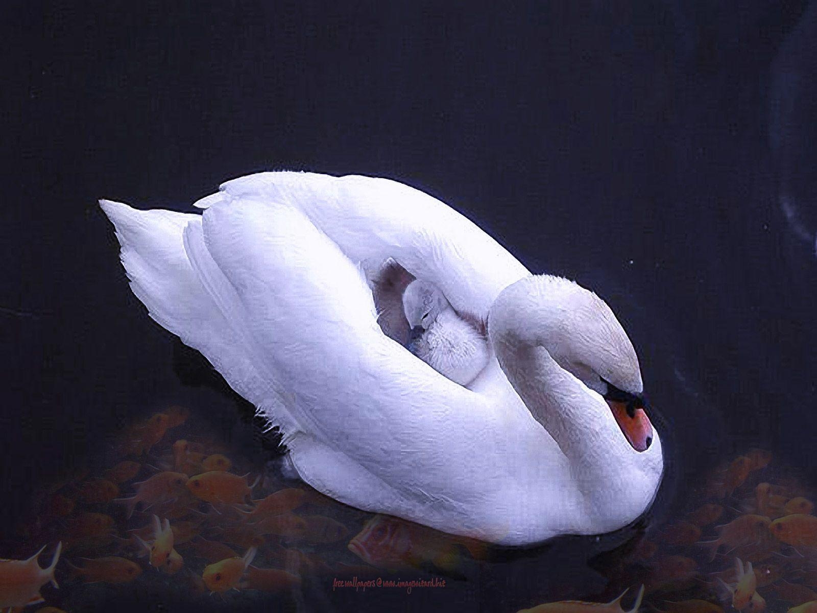 1600x1200 Wallpaper Of Swan, Desktop