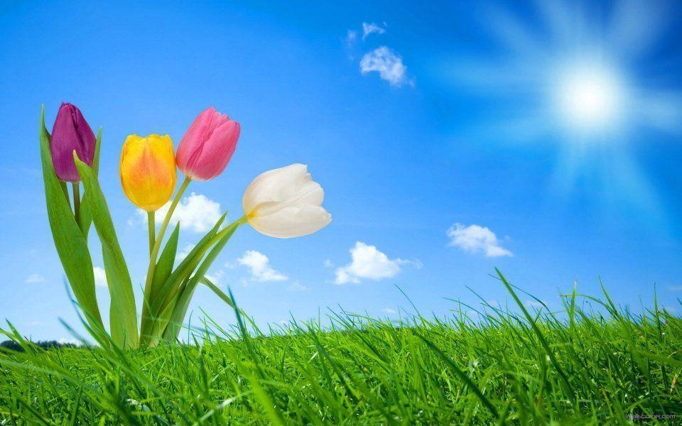 960x600 Beautiful Spring Nature Wallpaper Picture 5 HD Wallpaper, Desktop