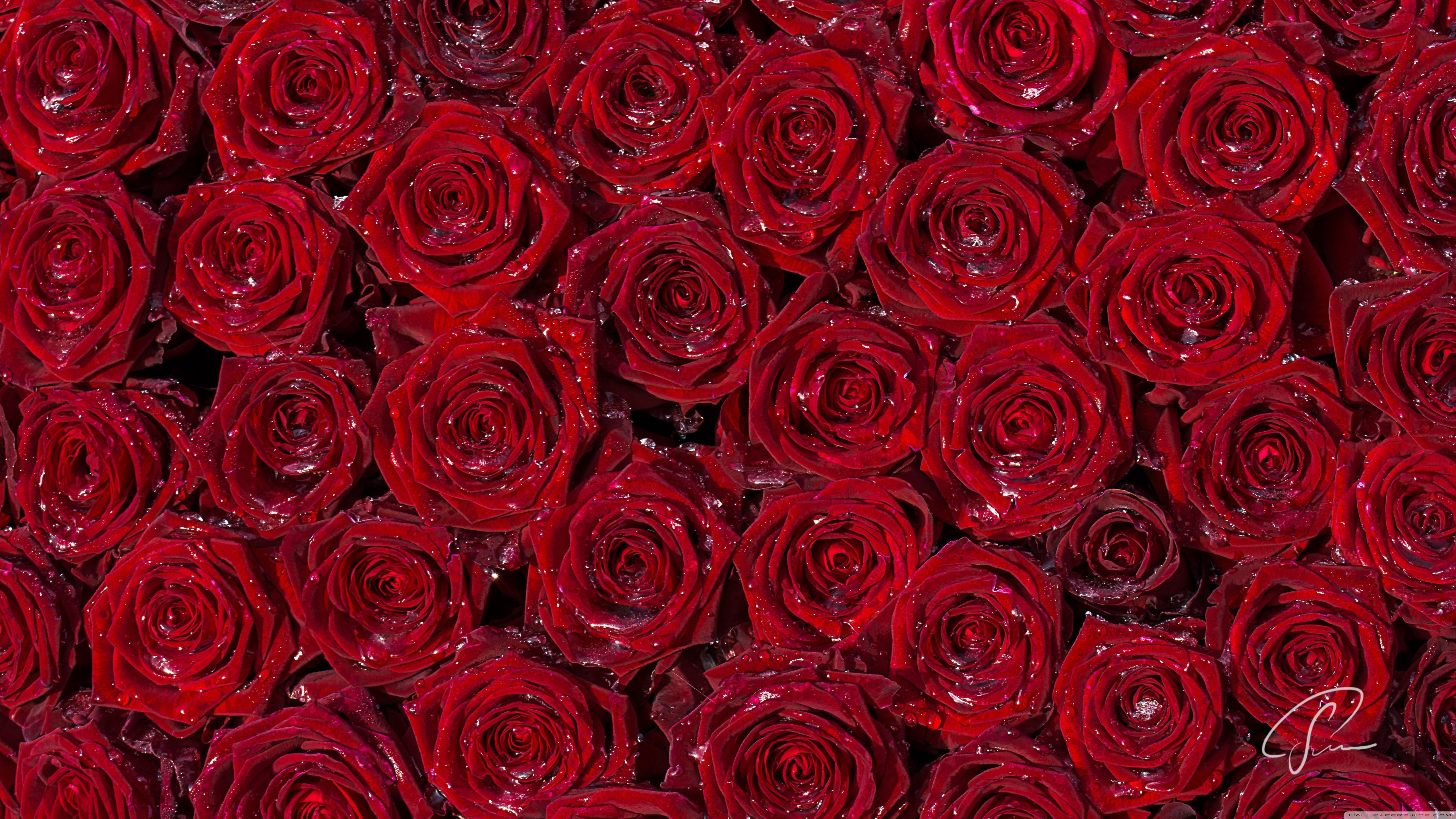 5120x2880 Rose HD Desktop Wallpaper, Desktop