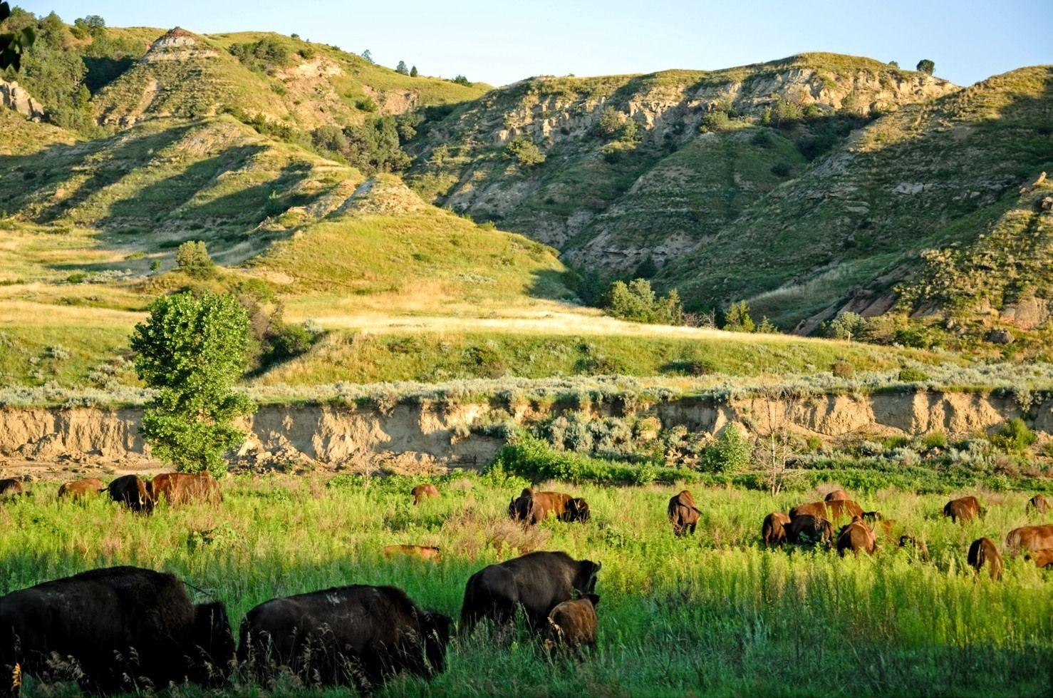 1480x980 Explore Theodore Roosevelt National Park's Homepage, Desktop