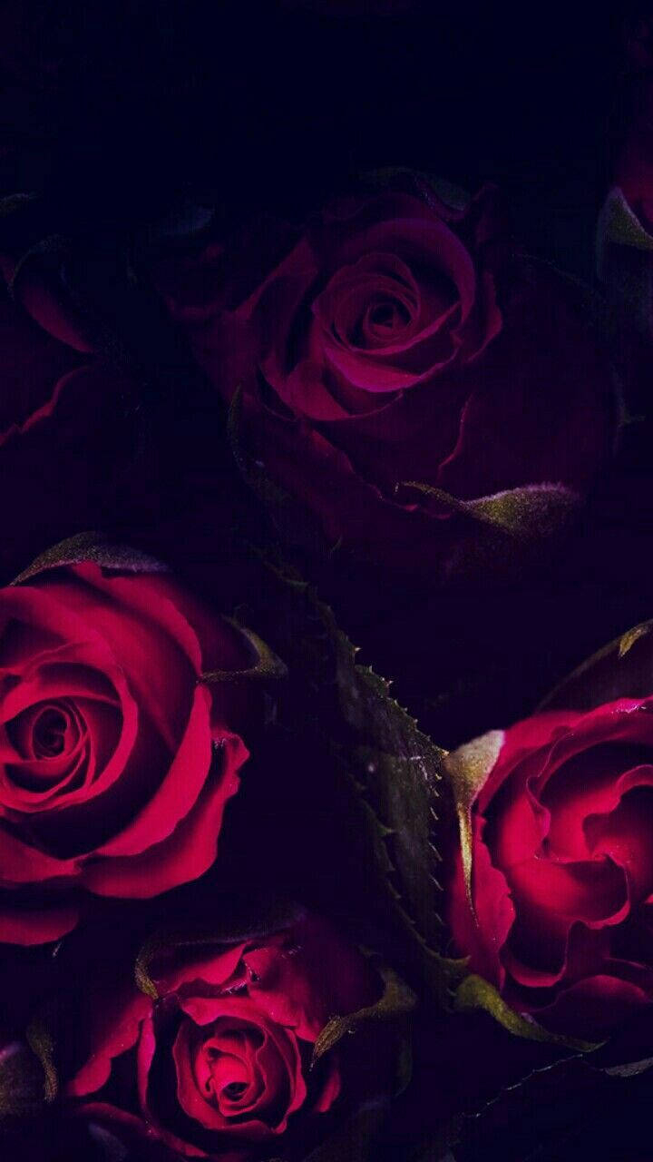 720x1280 Dark Red Roses iPhone Wallpaper, Phone