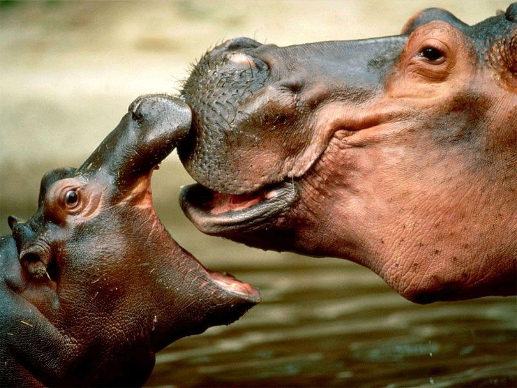 1030x770 Hippopotamus Wallpaper HD Background, Image, Pics, Photo Free, Desktop