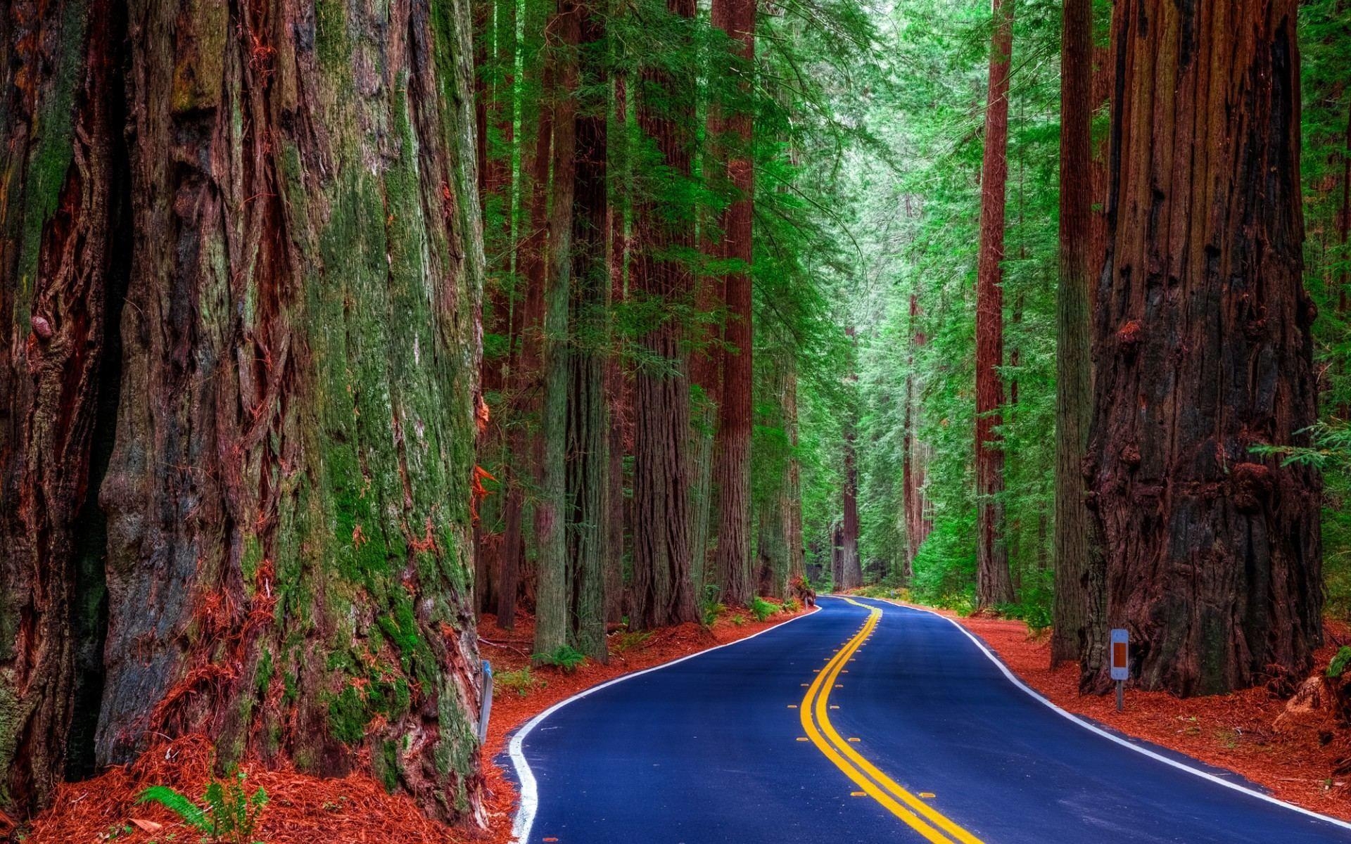 1920x1200 Redwood Forest Road Wallpaper HD Download For Desktop, Desktop