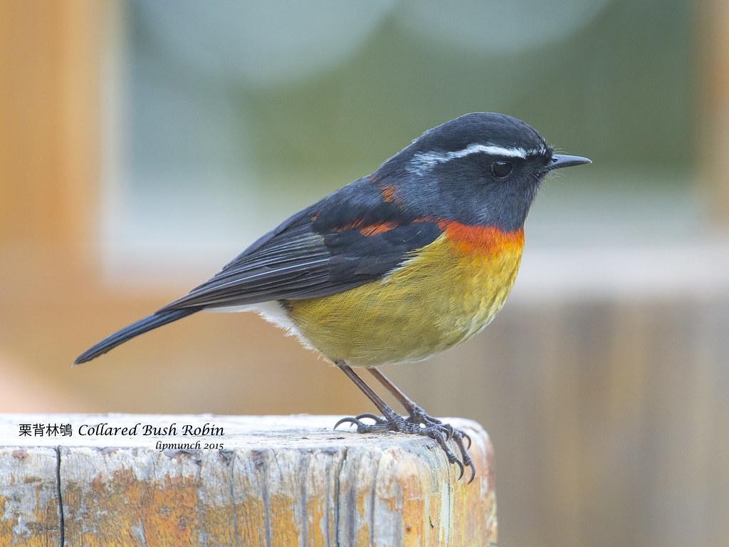 1030x770 Collared Bush Robin. 栗背林鴝 Collared Bush Robin Taiwan, Desktop