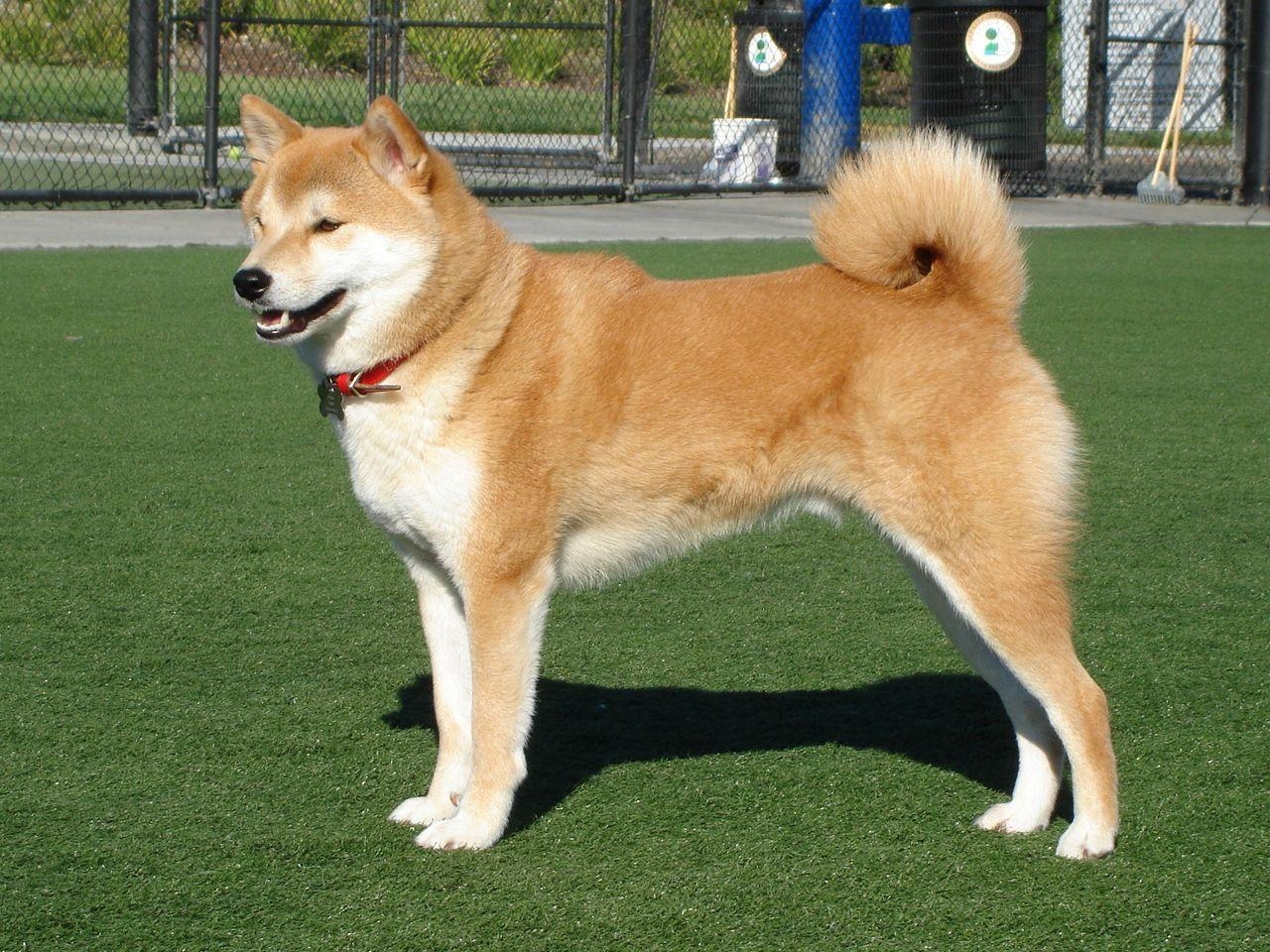 1280x960 Shiba Inu photo and wallpaper. The beautiful Shiba Inu picture, Desktop