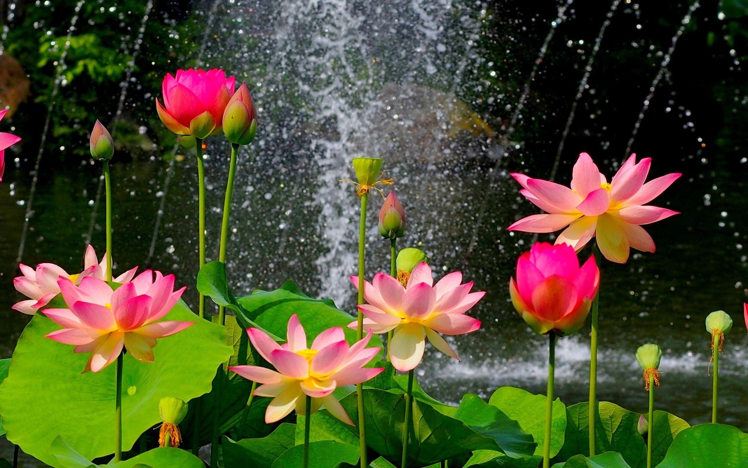 2560x1600 Lotus Flower Wallpaper HD Download Of Pink Lotus Flower, Desktop
