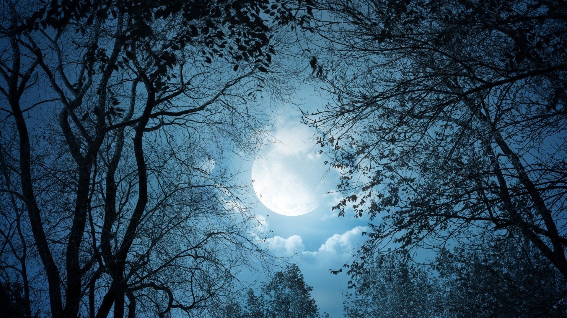 1920x1080 Forest Under Moon Sky HD Dark Aesthetic.hdwallpaper.in, Desktop