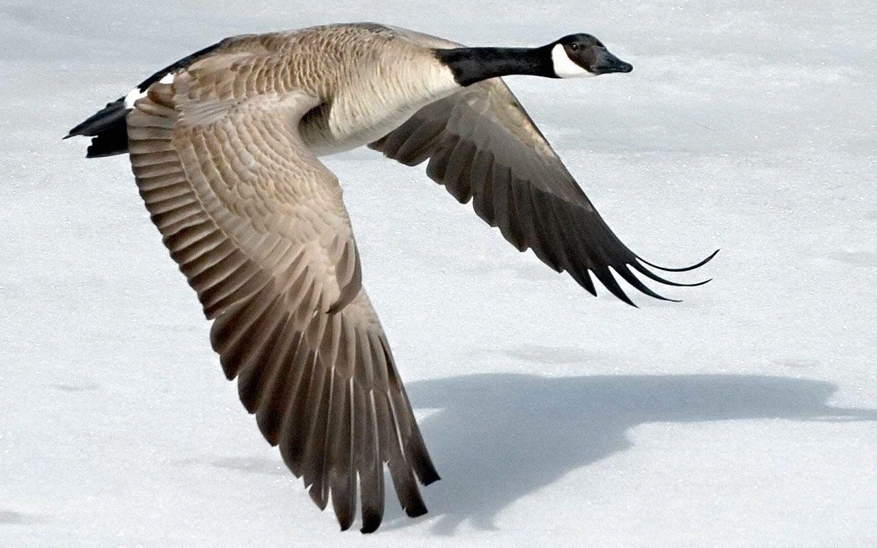 1280x800 Index Of Scraper Data Alphacoders Goose Wallpaper, Desktop