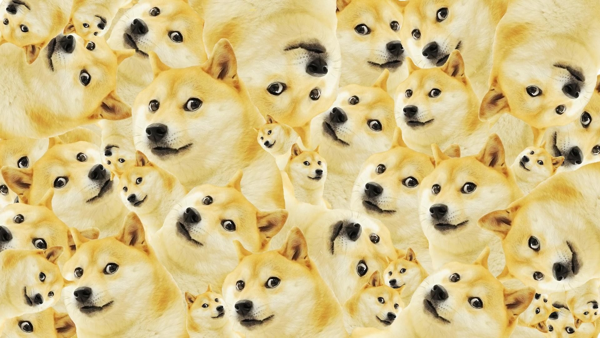 1920x1080 Doge Desktop Wallpaper, Desktop