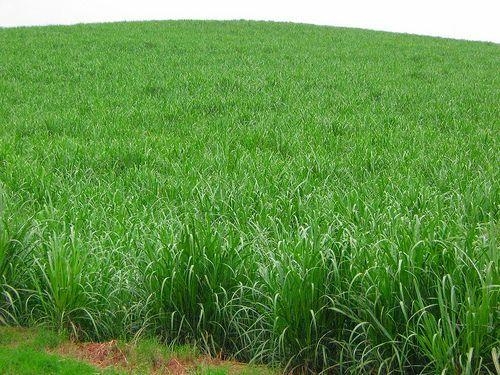 500x380 Sugar Cane Plantation In Glendale, Kwazulu Natal, Desktop