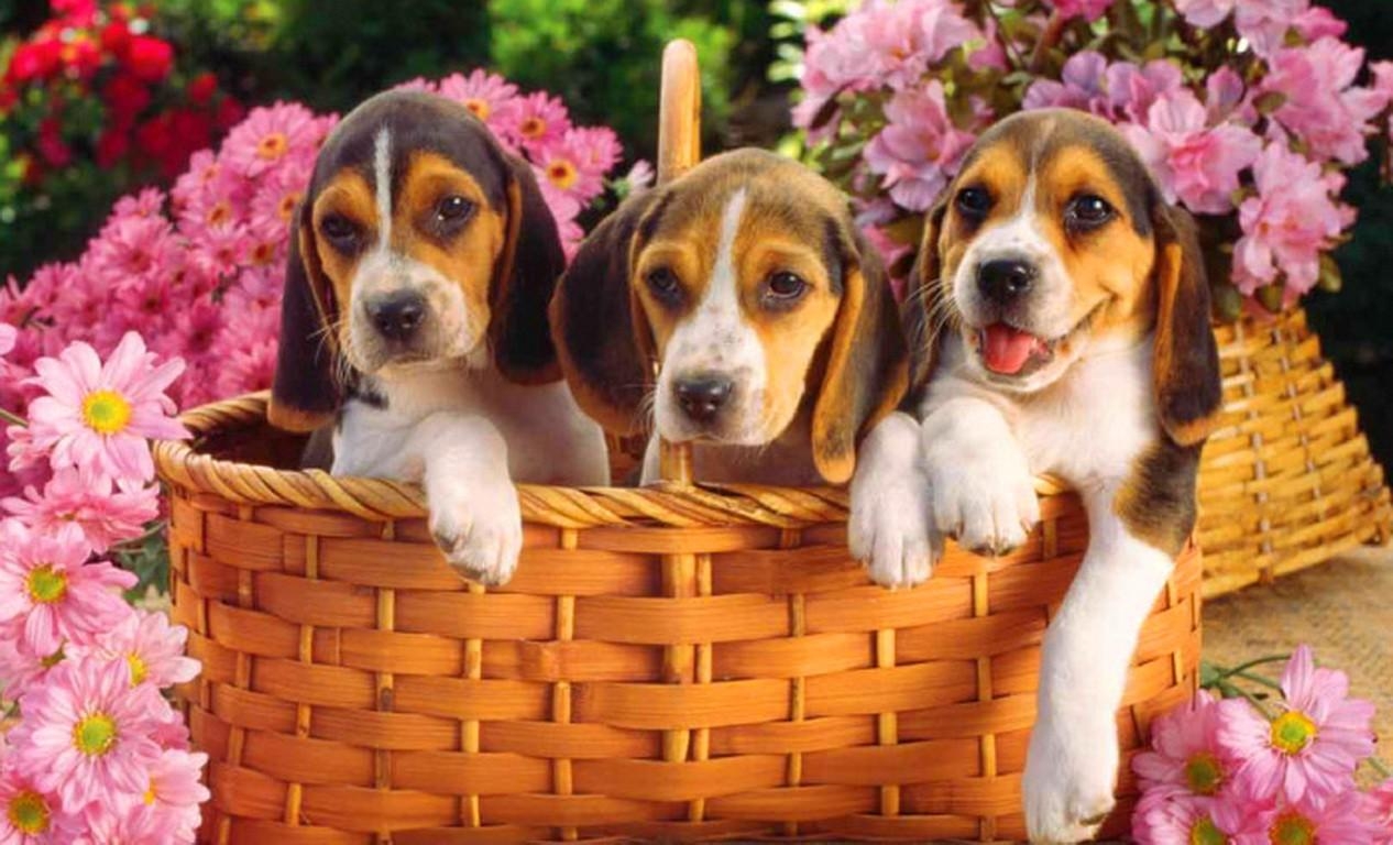 1270x770 free wallpaper with dogs, Desktop