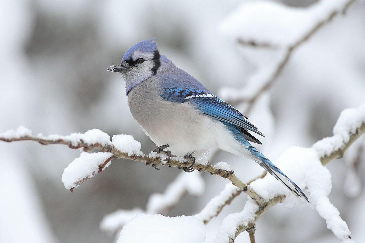 1200x800 Blue jay, Desktop