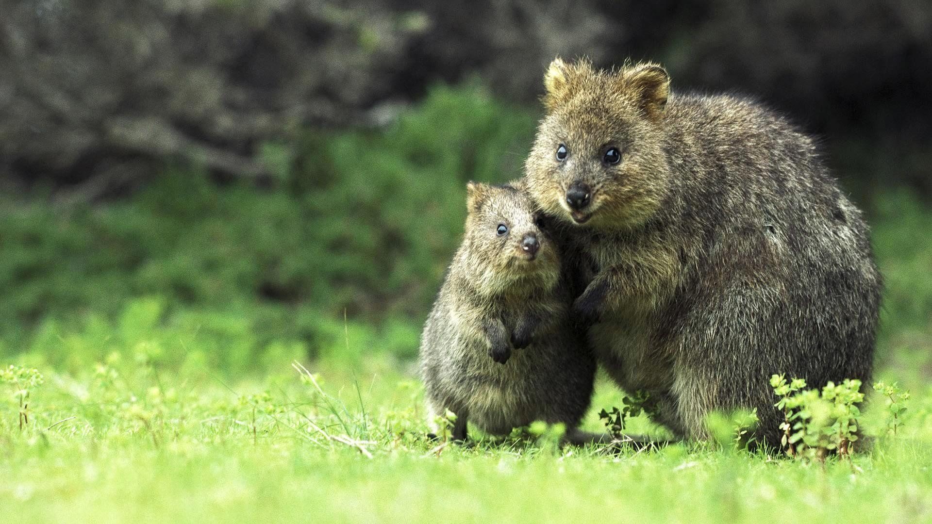 1920x1080 animals, Quokka, Mammals Wallpaper HD / Desktop and Mobile, Desktop