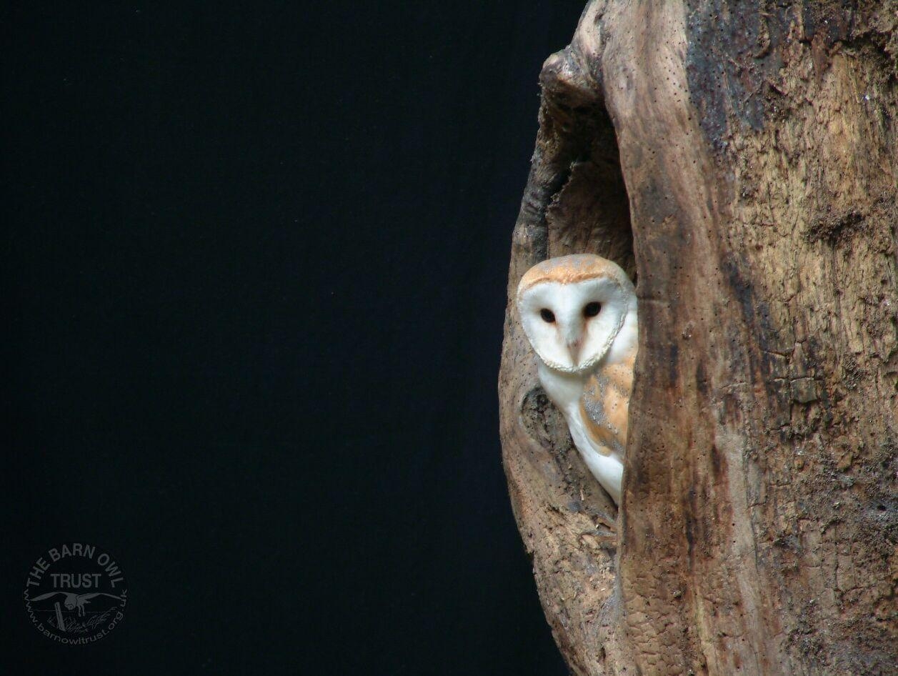 1260x950 Barn Owl Habitat, Desktop