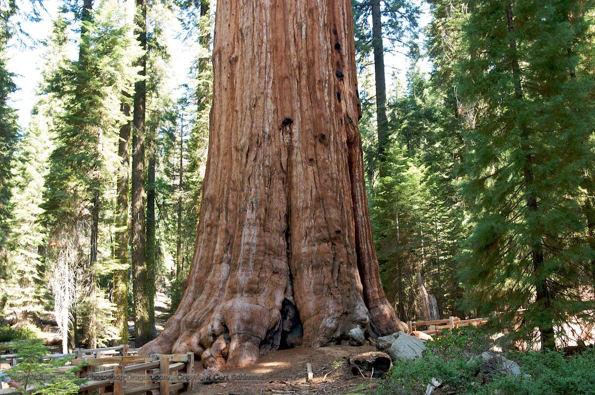 1920x1280 General Sherman Tree in Sequoia National Park Desktop Wallpaper, Desktop