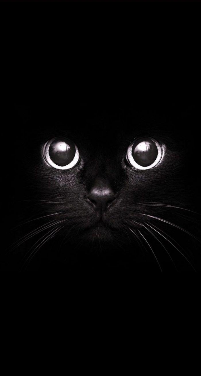 700x1310 Cute Black Cat Wallpaper iPhone. iPhone wallpaper hipster, Animal, Phone