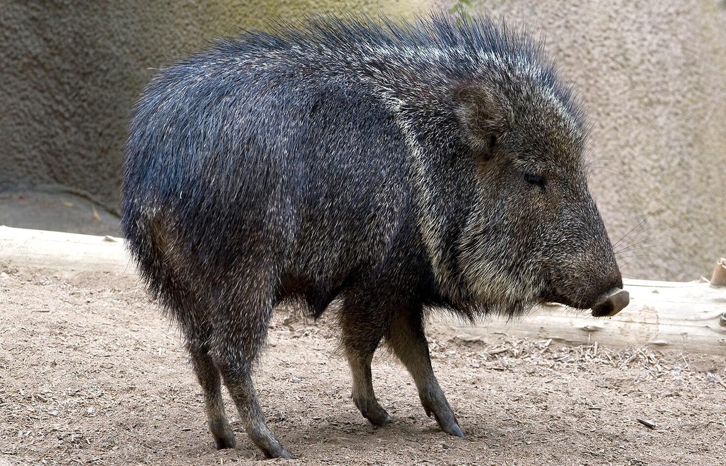 1480x950 Peccary. San Diego Zoo Animals & Plants, Desktop