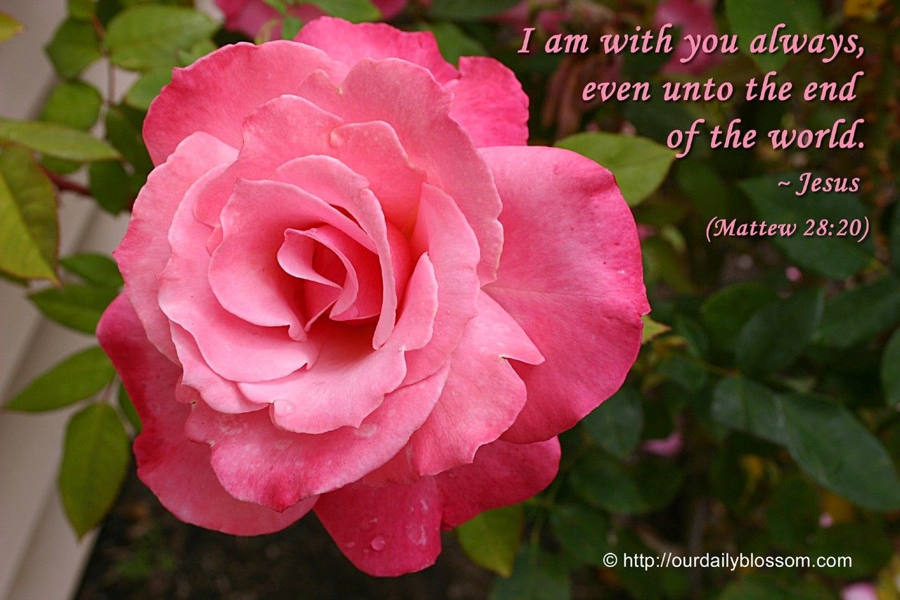1280x860 Flowers Bible Meaning Apink Verse Rose Pink Beautiful As Desktop Wallpaper, Desktop